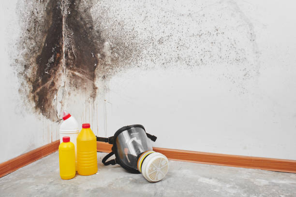 Reliable Spring Valley Lake, CA Mold Removal Solutions