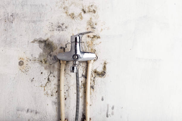 Best Residential Mold Removal  in Spring Valley Lake, CA