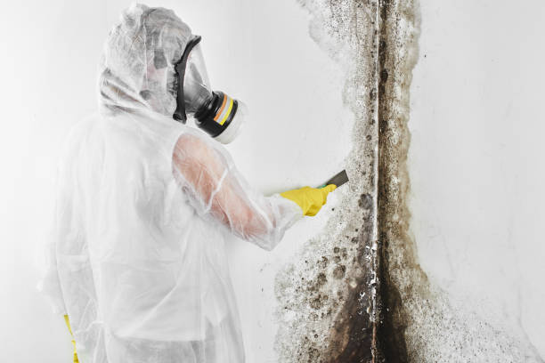 Best Office Mold Removal Services  in Spring Valley Lake, CA