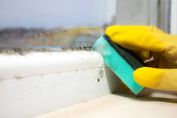 Best Mold Cleaning Services  in Spring Valley Lake, CA