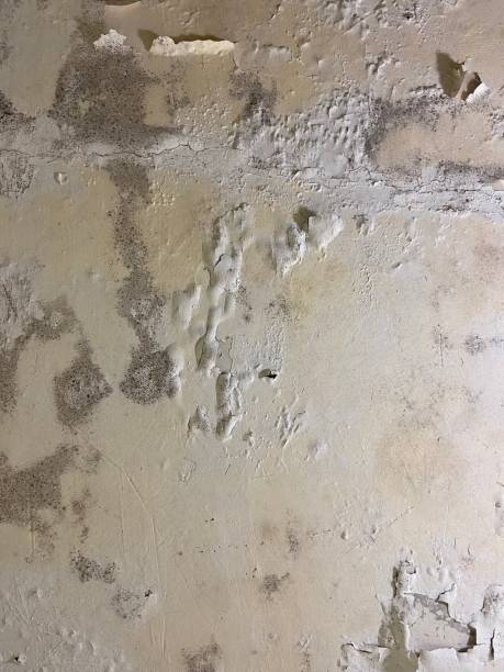 Best Same-Day Mold Removal  in Spring Valley Lake, CA