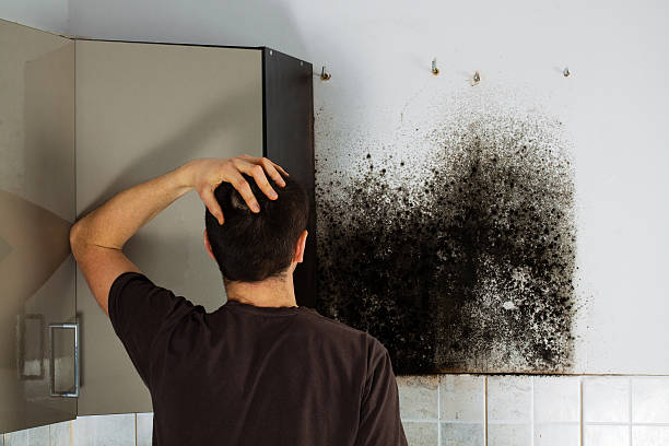 Best Home Mold Removal  in Spring Valley Lake, CA