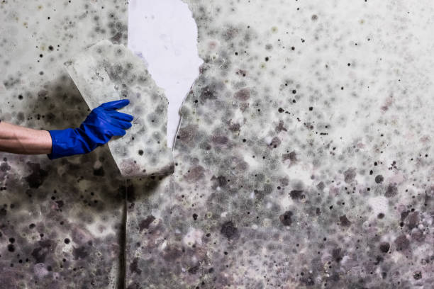 Best Emergency Mold Removal  in Spring Valley Lake, CA
