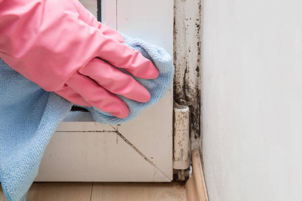 Best Attic Mold Removal  in Spring Valley Lake, CA